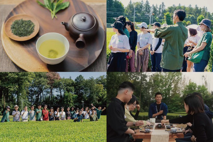 観光茶園 吉田茶園遊べる茶園プロジェクト 観光茶園 吉田茶園遊べる茶園プロジェクト